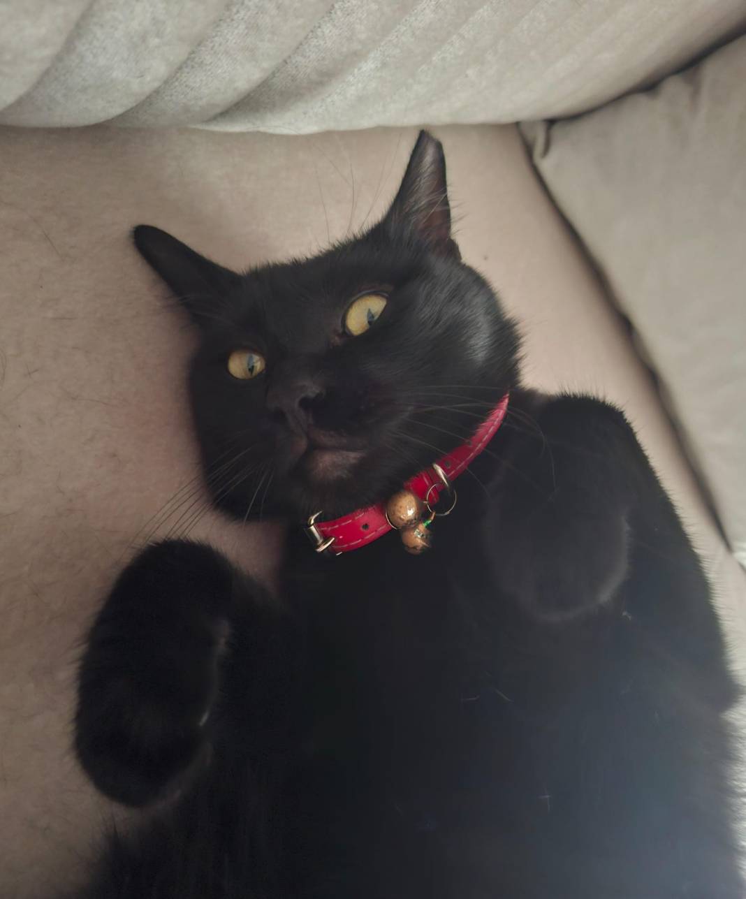 Kedi tüyü gerçekten öldürür mü? Uzman isim son noktayı koydu 3